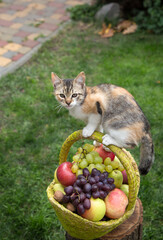 small kitten sits on the handle of a basket full of organic ripe apples, pears and grapes. Little curious pet helper. Vitamin juicy fruit set. Delicious vegetarian food