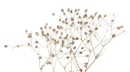 Dried meadow plants isolated on white background. Wild herbs, grasses or flowers in autumn and winter.