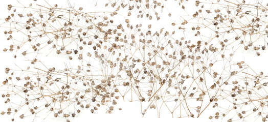 Dried meadow plants isolated on white background. Wild herbs, grasses or flowers in autumn and...