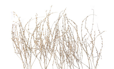 Dried meadow plants isolated on white background. Wild herbs, grasses or flowers in autumn and winter.