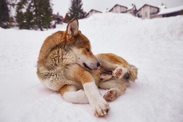 Close up of lonely homeless dog lying on white snow at a winter cold day. Animal care, adoption, shelter concept