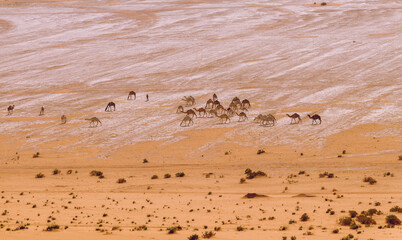 A group of camels grazing in the desert of Saudi Arabia
