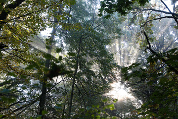 Fototapeta premium Fog in the autumn forest in the early morning