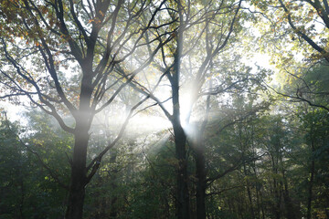 Fog in the autumn forest in the early morning