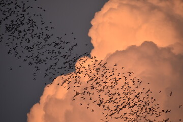 Envol de chauves-souris © Mathilde