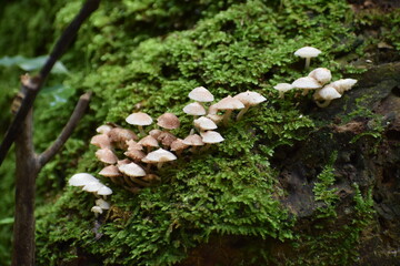 Petit champignon 