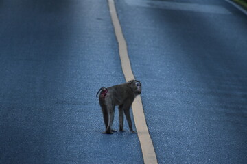 Singe au milieu de la route 