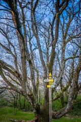 Big tree and trail indications signs near Andance, in Drome (France)