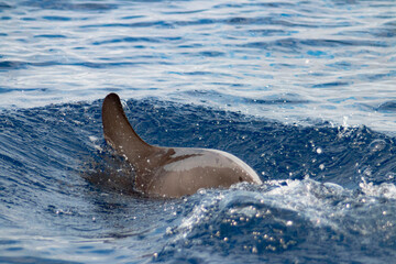 Obraz premium DAUPHIN