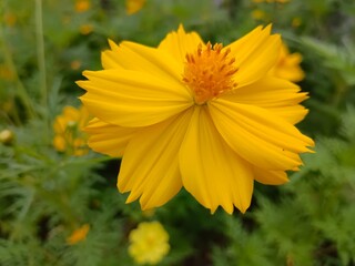 Cosmos or Mexican Aster is a short-lived flowering plant. The petals are yellow, orange, reddish-orange, and two colors in the same flower. can be grown in general place.