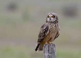 Short-eared owl Asio flammeus perched closeup on wooden post at dusk