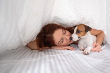 Dog Jack Russell Terrier lies with the owner under a blanket.