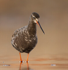 Spotted redshank (Tringa erythropus) looking for food in the wetlands in sunset.