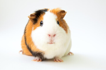 Cute guinea pig on white background, selective focus on a nose.