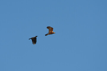Western marsh harrier (Circus aeruginosus) female flying and being harrassed by hooded crow.