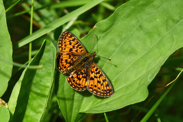 Small pearl-bordered fritillary or silver-bordered fritillary (Boloria selene) resting on a leaf.