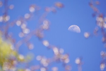 昼間の月と花