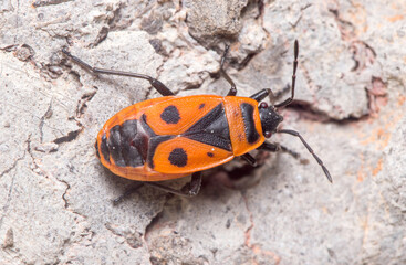 Pyrrhocoris apterus posed on a rock on a sunny day