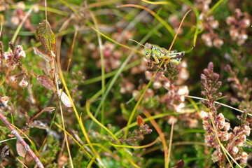 grasshopper on the grass