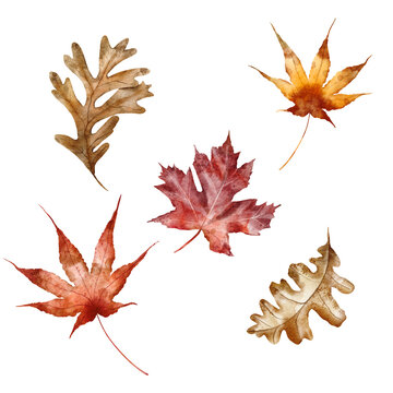 Watercolor autumn illustration - Fall leaves.