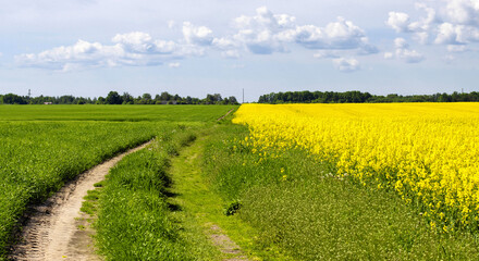 Fototapeta na wymiar Beautiful landscape on a field with a village. Road and yellow rapeseed grows on the field