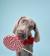Funny dog licks lollipop. Happy Weimaraner puppy on a color background