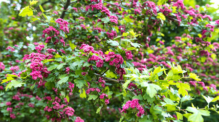 Flowering of a beautiful red hawthorn tree. Background, pink flowers on a tree. Springtime, hawthorn branches
