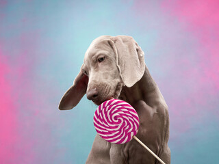Funny dog licks lollipop. Happy Weimaraner puppy on a color background