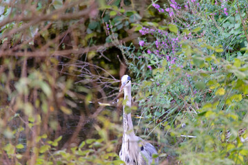 Grey Heron - Ardea cinerea, large common gray heron. Turkey.