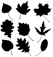 Png leaves. Graphic illustration isolated on white background.