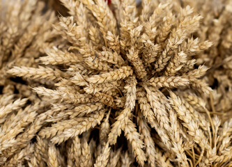 Bouquet of ripe ears of rye and wheat. Harvesting grain campaign. Autumn tradition in agriculture.
