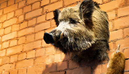 The head of a wild boar with fangs hangs on a brick wall. Hunting trophies, stuffed animal. Copy...