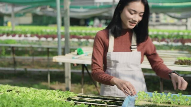 agriculture concept of 4k Resolution. Asian woman cultivating vegetable sprouts in greenhouses. Move the seeds into the vegetable garden.
