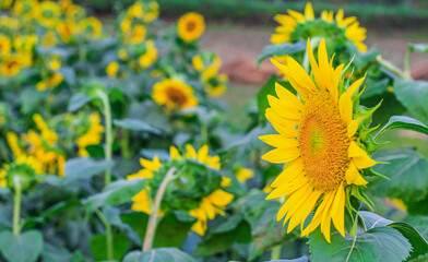 Sunflower natural background. Sunflower blooming. Close-up of sunflower for wallpaper.