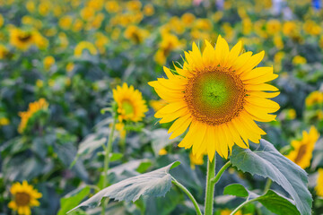 Sunflower natural background. Sunflower blooming. Close-up of sunflower for wallpaper.
