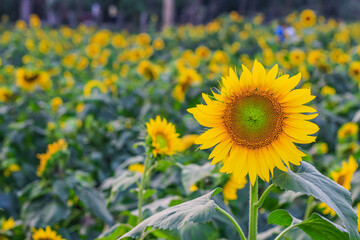 Fototapeta premium Sunflower natural background. Sunflower blooming. Close-up of sunflower. Sunflower in the field.