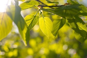 Obraz premium A branch with green leaves is illuminated by the sun . Spring. Young leaves. Natural background. Copy space.