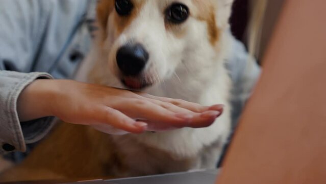 Close view: Young corgi puppy is distracting it's master from working at a laptop by licking hands
