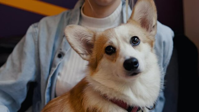 Young woman is holding and petting her best friend pet - a corgi puppy or dog in a cafe