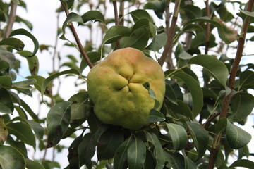 Half ripe Santa Maria pears standing on a branch