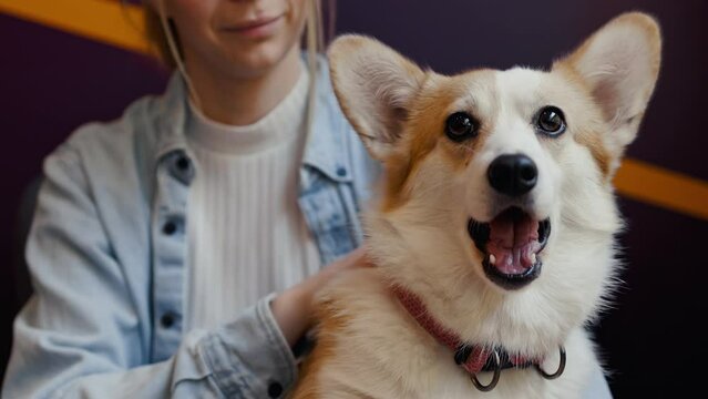 Yawning: Young woman is holding and petting a corgi puppy or dog in a cafe