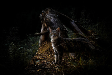 Mystische Katze in einem dunklen Wald vor einen Baumstumpf in natürlicher Umgebung