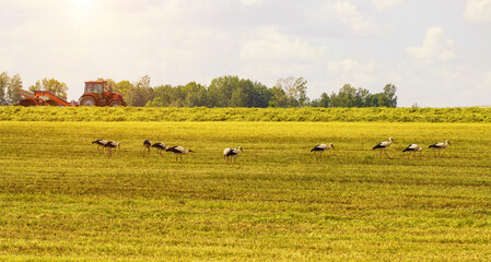 Many stork birds walk around the field while mowing the grass with a tractor. Agriculture. Copy space for text