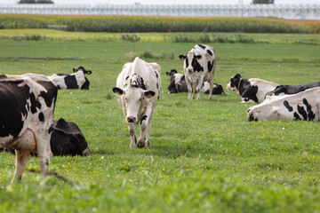 Dairy cows in the Netherlands