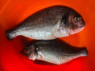 Raw peeled dorado fish for cooking. Fresh fish in a red bowl.
