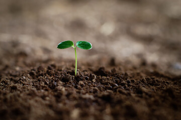 Little plant seedlings are thriving from fertile soil, ecology concept. new life is coming,closeup