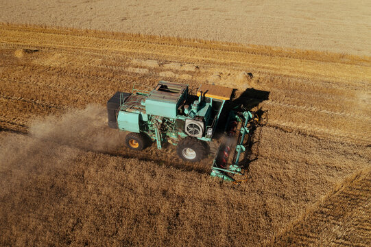 Combine harvester harvests ripe wheat aerial view. Agriculture field and farming concept.