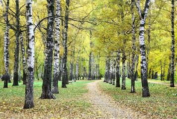 Walking path in a birch park with golden autumn leaves - 533605419