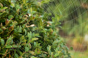 Close-up of a spider web with dew drops against a green background