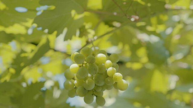 White Grapes In Vineyard. Bunches of white grapes at sunrise.